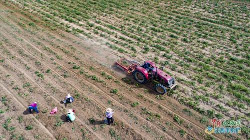 九江廬山市 沙山種出扶貧土豆 組圖