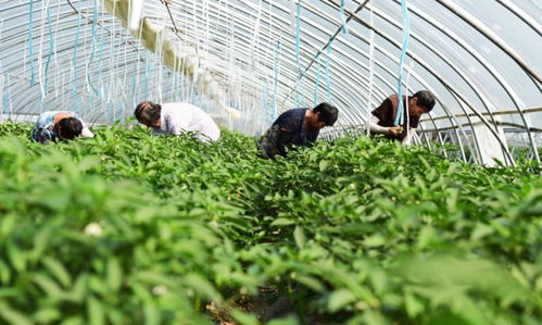 文縣頂峰農(nóng)業(yè) 扎根甘肅大山,豐富國(guó)民餐桌