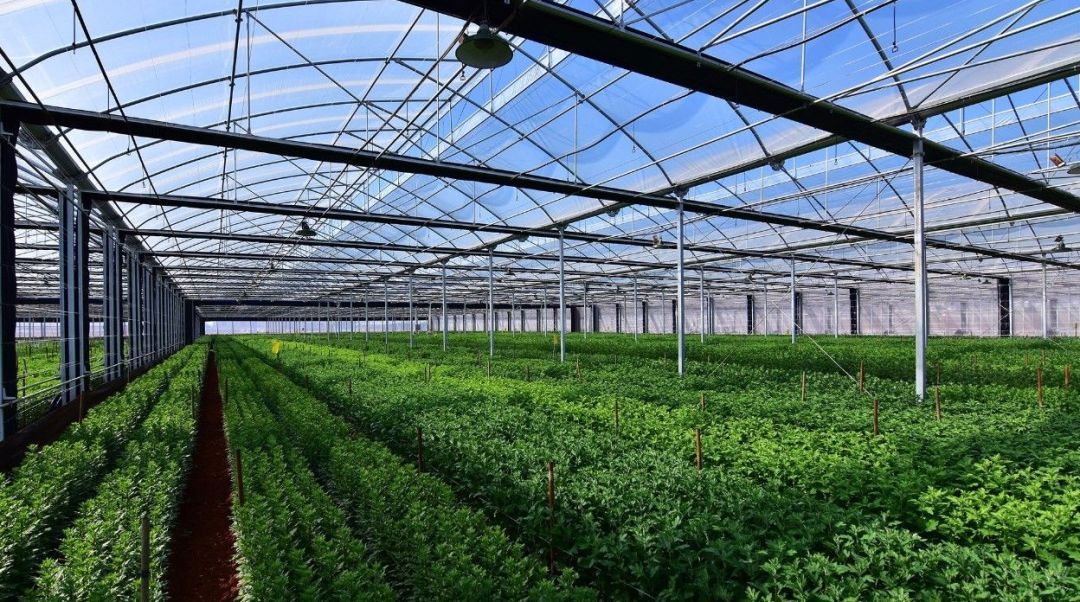 開遠高效現代農業園發展得這么好,原因竟是&hellip;