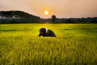 農(nóng)業(yè)綜合開發(fā)大力推進(jìn)高標(biāo)準(zhǔn)農(nóng)田建設(shè)