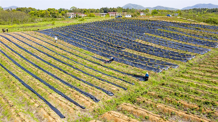 藍莓豐收在眼前
