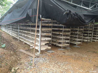 海南中民健農業(yè)發(fā)展