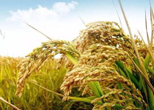 河南這9個縣 區 市被中央點名 將加大扶持力度 有你的家鄉嗎