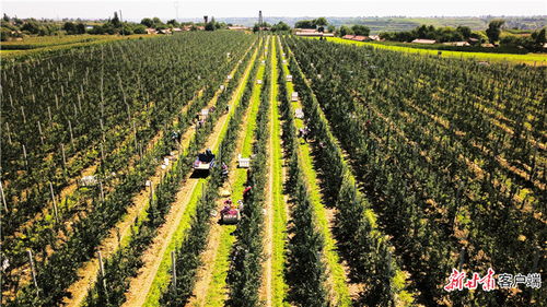 農(nóng) 墨重彩提質(zhì)效 慶陽(yáng)市發(fā)展現(xiàn)代絲路寒旱農(nóng)業(yè)優(yōu)勢(shì)特色產(chǎn)業(yè)紀(jì)實(shí)