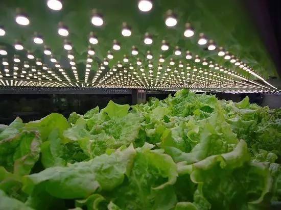 食品安全、植物工廠機(jī)械化與中藥健康、農(nóng)業(yè)休閑的融合——藥最網(wǎng)農(nóng)業(yè)開發(fā)新視角