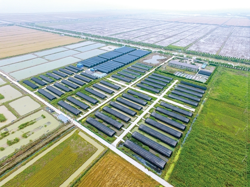 浙江慈溪恒海農(nóng)業(yè)鐵皮石斛長(zhǎng)勢(shì)喜人，助力現(xiàn)代農(nóng)業(yè)高質(zhì)量發(fā)展