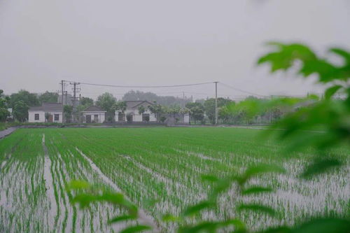 搶抓農時促春耕 夯實基礎保發展——余旭峰強調扎實推進農業開發確保全年農業農村經濟良好態勢