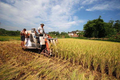璧山現代農業發展一季度成績單 農業開發亮點紛呈，引領區域高質量發展