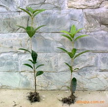 四川日香桂農業科技開發 優質種子種苗產品列表與農業開發服務