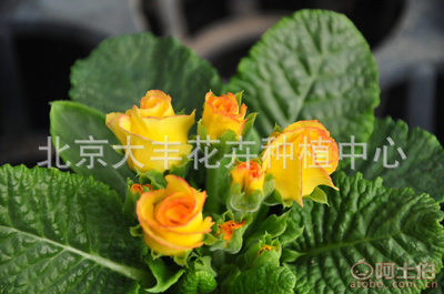 北京大豐花卉種植中心 時令草花與迷你盆栽的專業(yè)直銷服務
