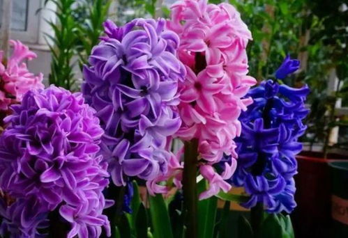 網(wǎng)絡技術(shù)研究 數(shù)字花園里的“花卉”，美麗更勝玫瑰